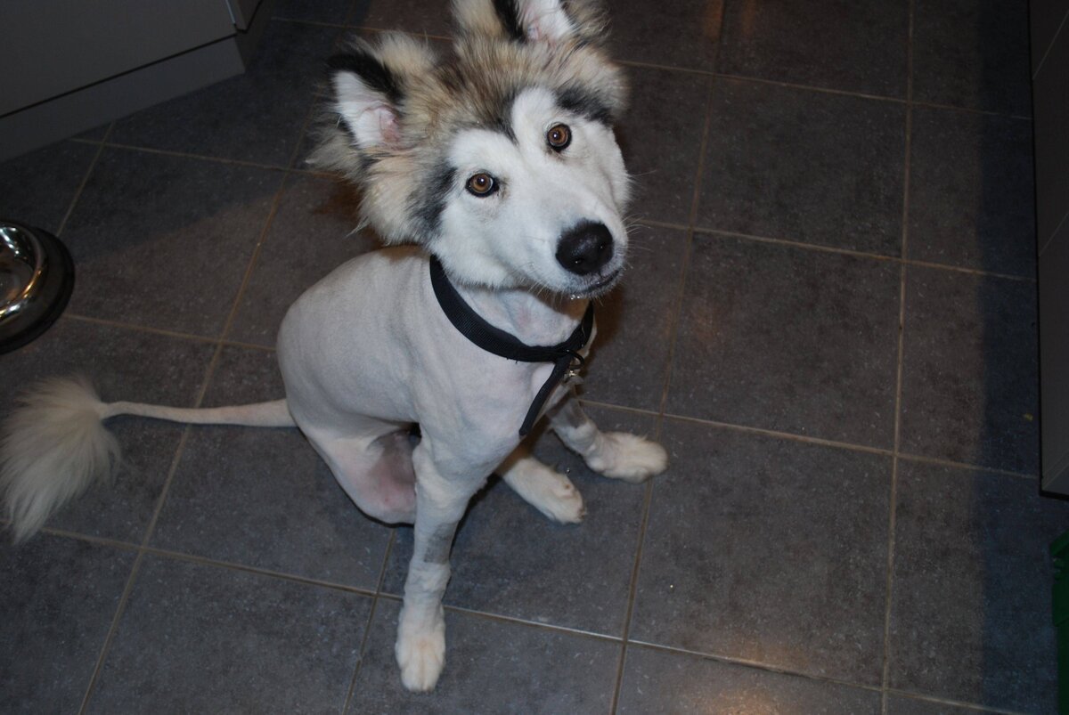 Обстриженный хаски