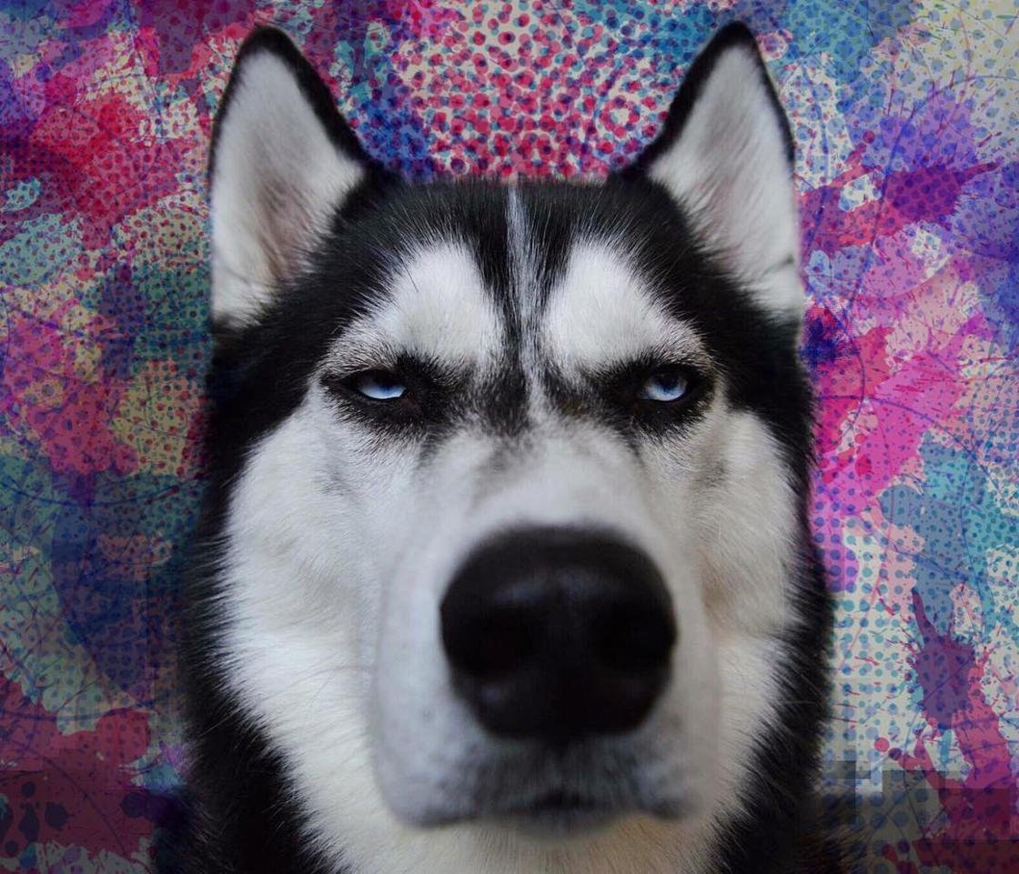 Сердитый хаски