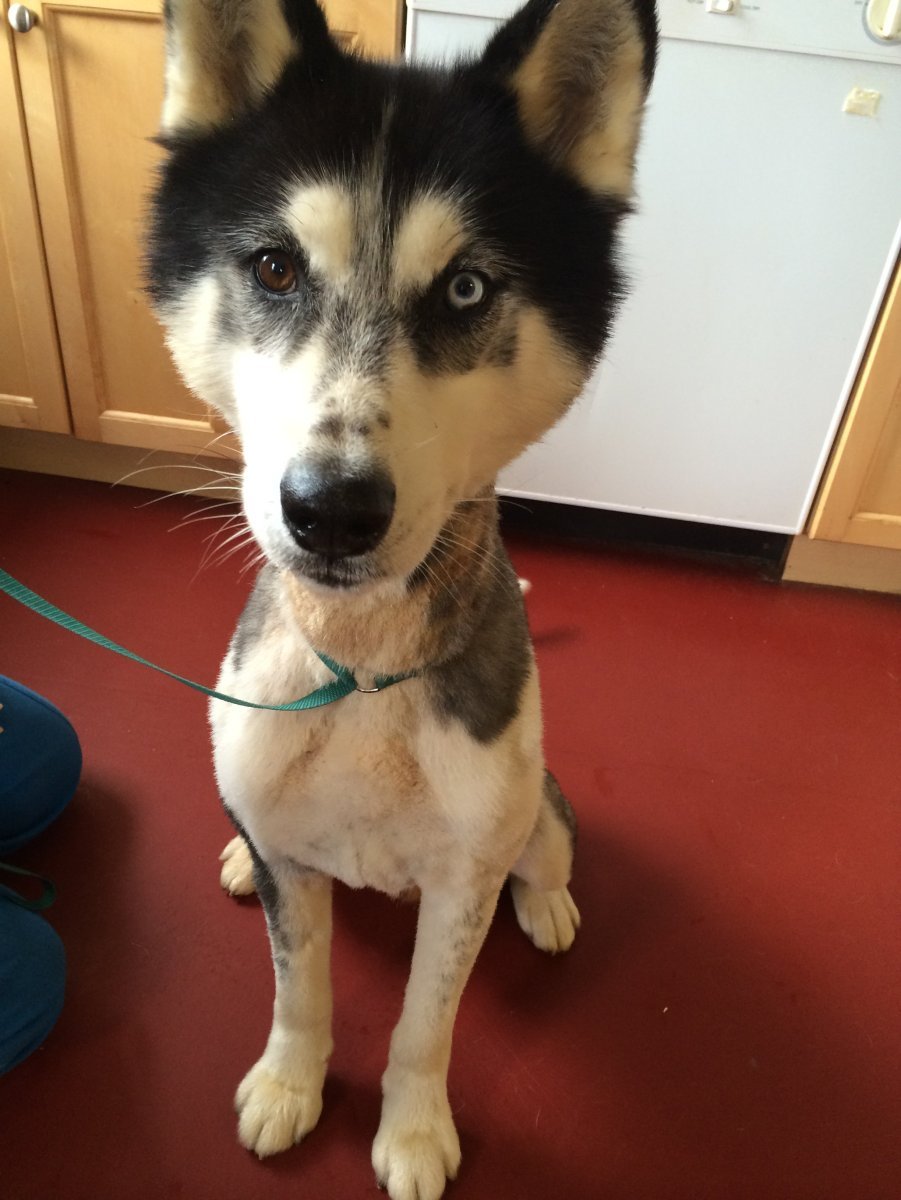 Груминг хаски