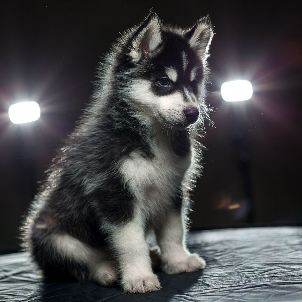 Омские хаски