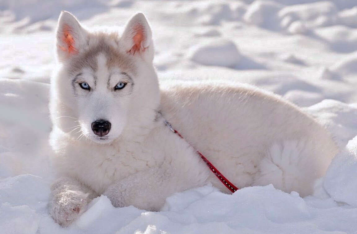 Собака хаски
