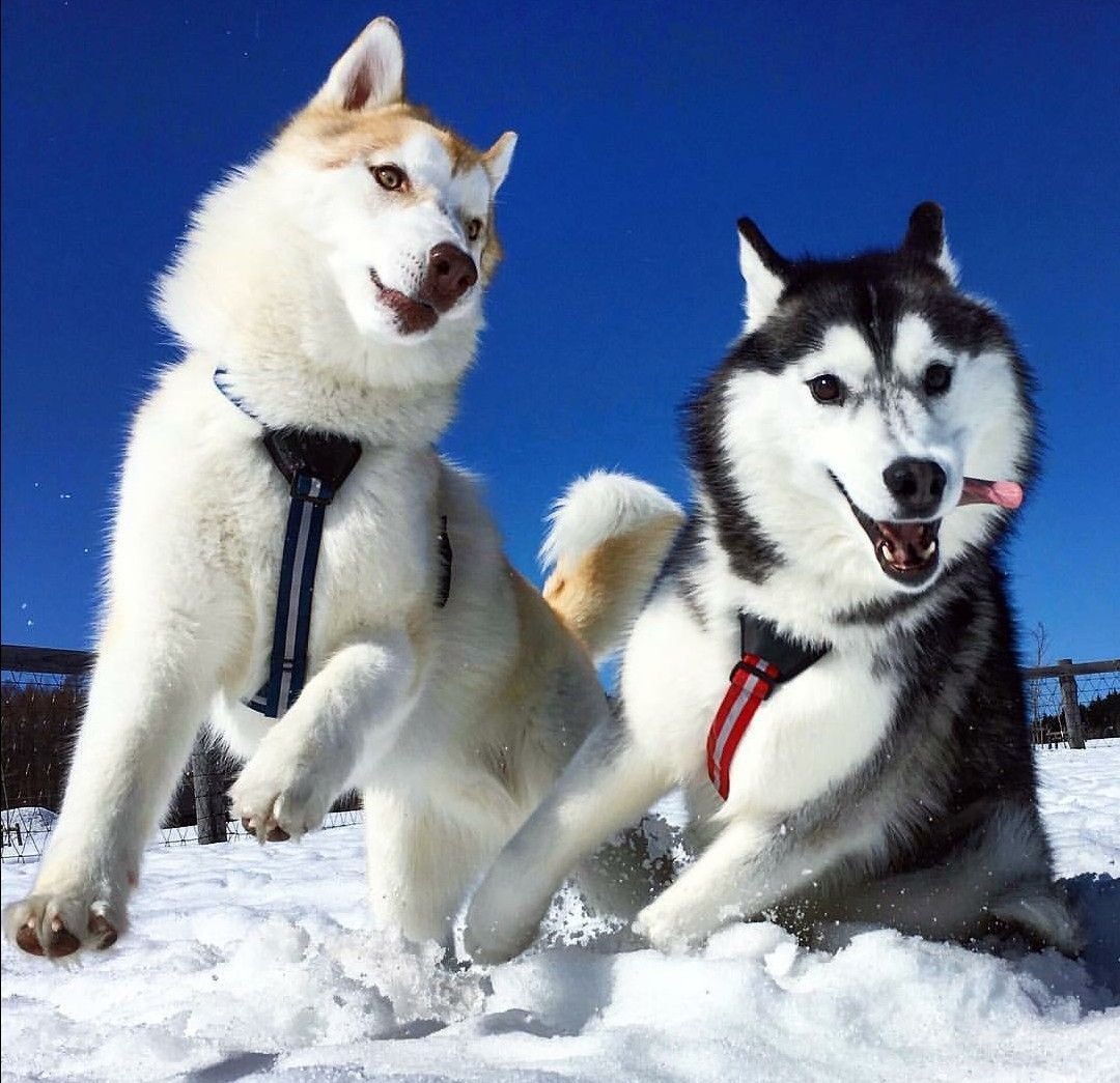 Сибирская ездовая лайка
