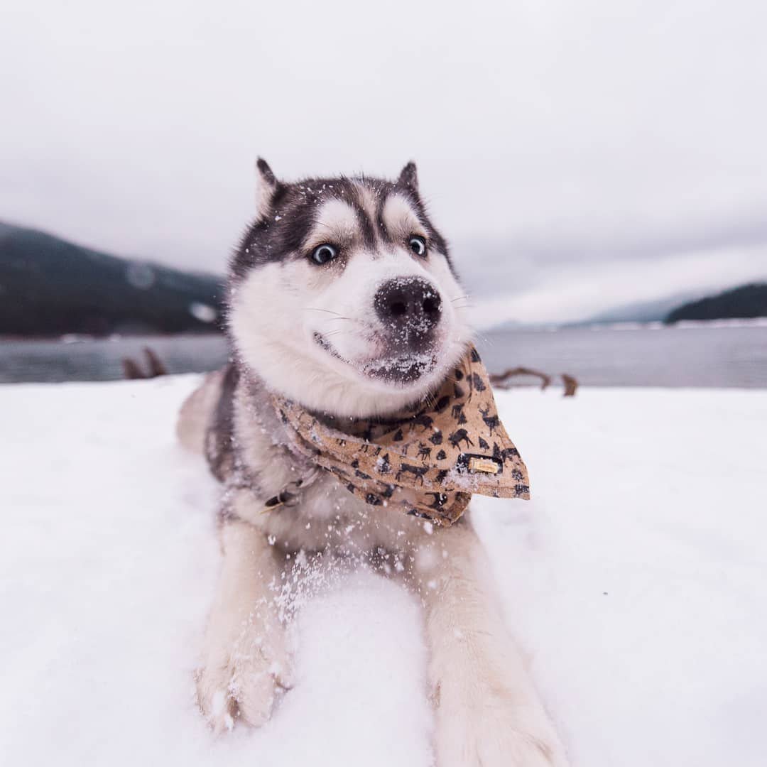 Снежная хаски смешная