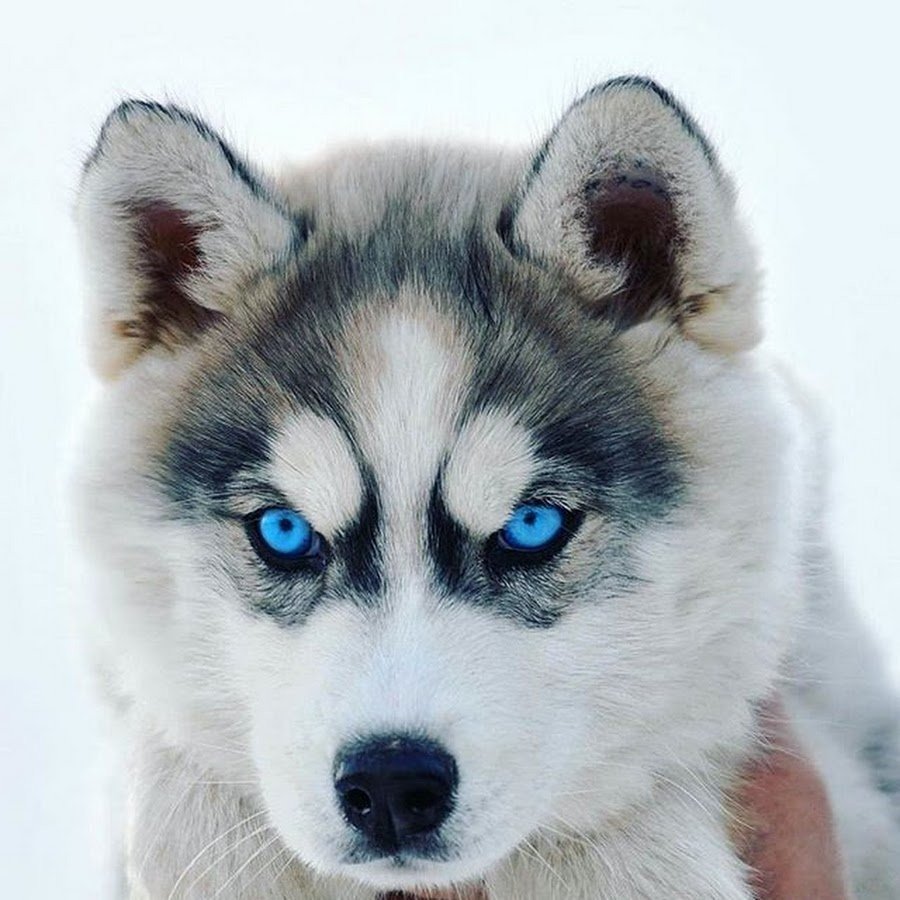 Сибирский хаски щенок голубоглазый