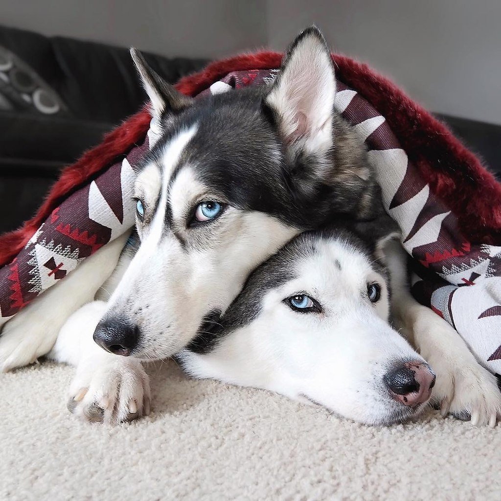 Американский хаски