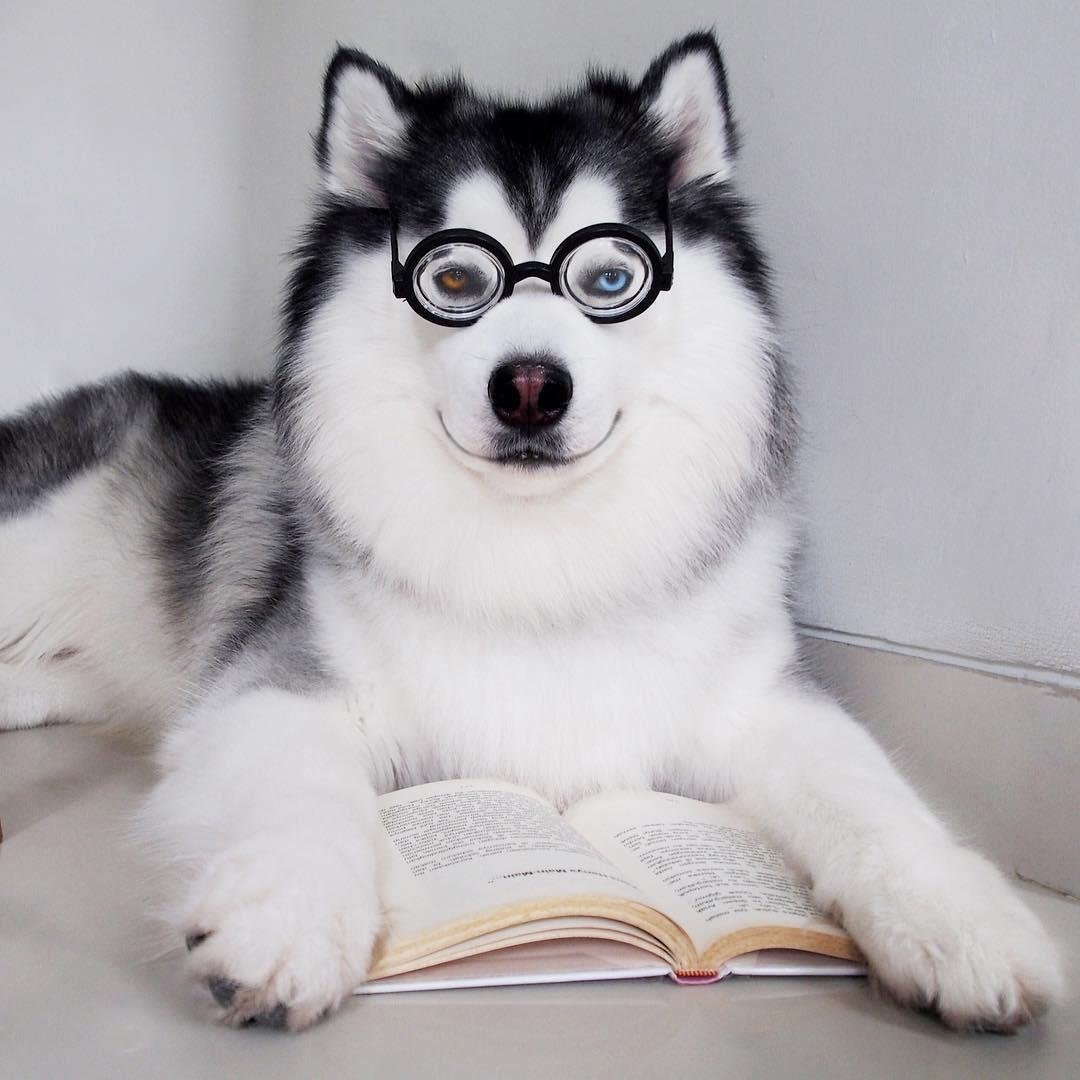 Хаски в очках