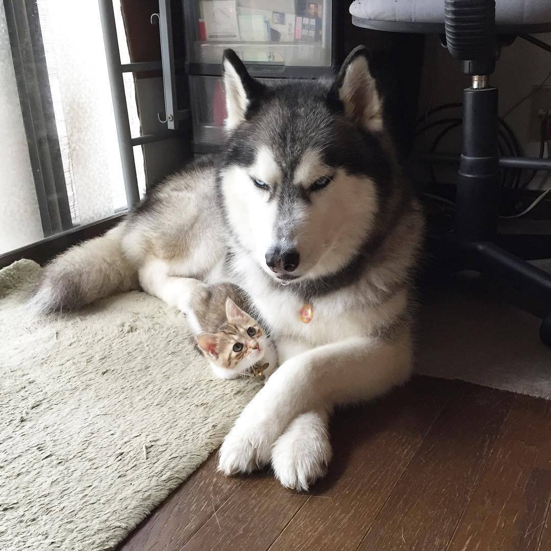 Маламут кошка