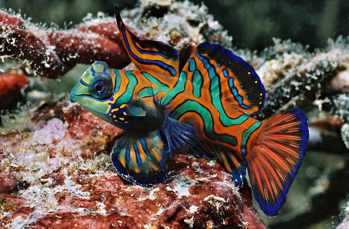 Крылатка-Зебра чернополосая