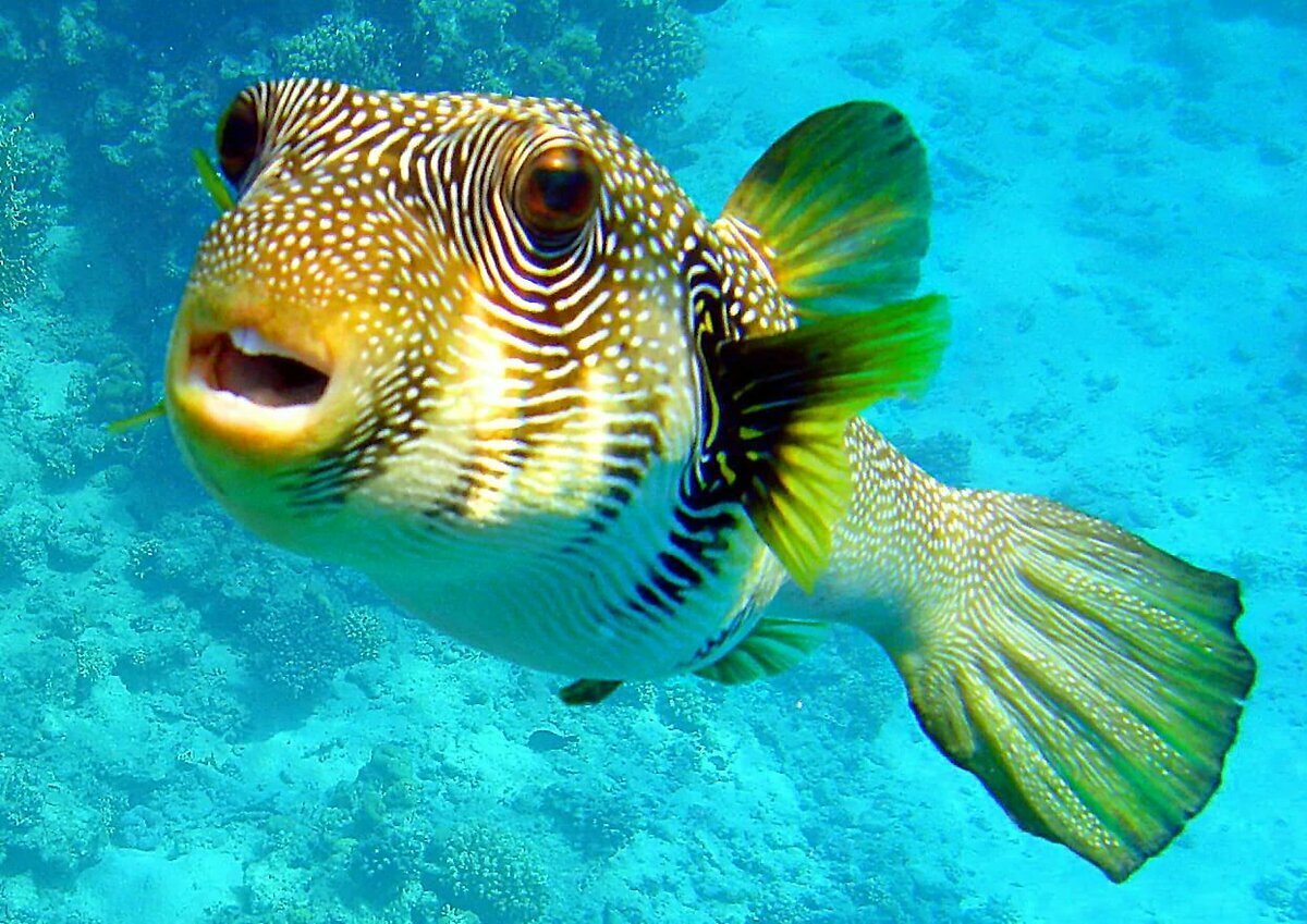 Аквариумная рыбка Мандаринка