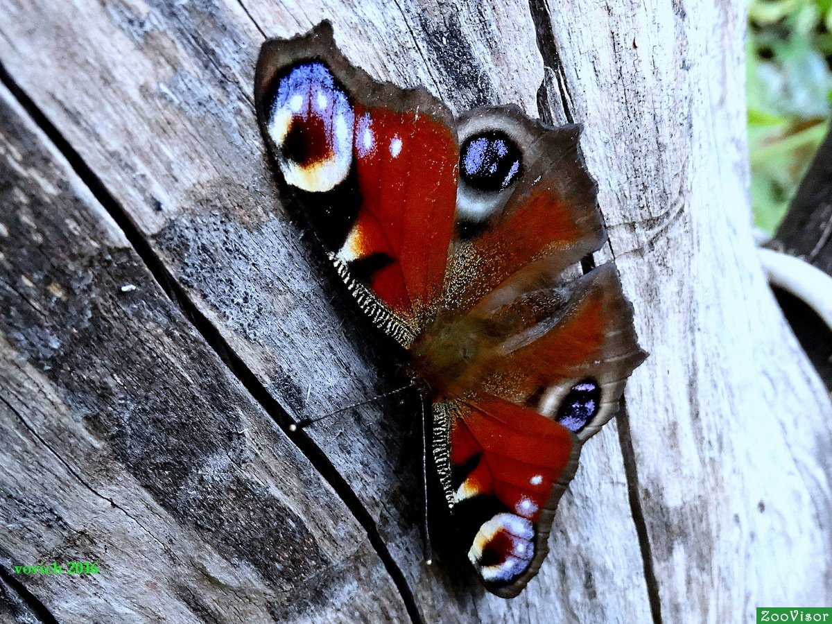 Павлиний глаз Нимфалиды