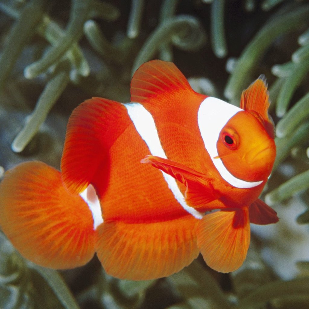 Центропиг биколор