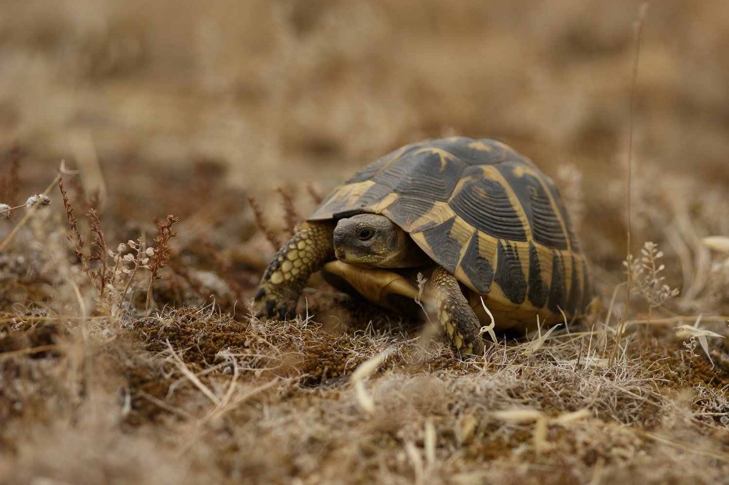 Turtle отзывы. Testudo Hermanni. Среднеазиатская черепаха. Средиземноморская черепаха. Среднеазиатская черепаха гуччи.
