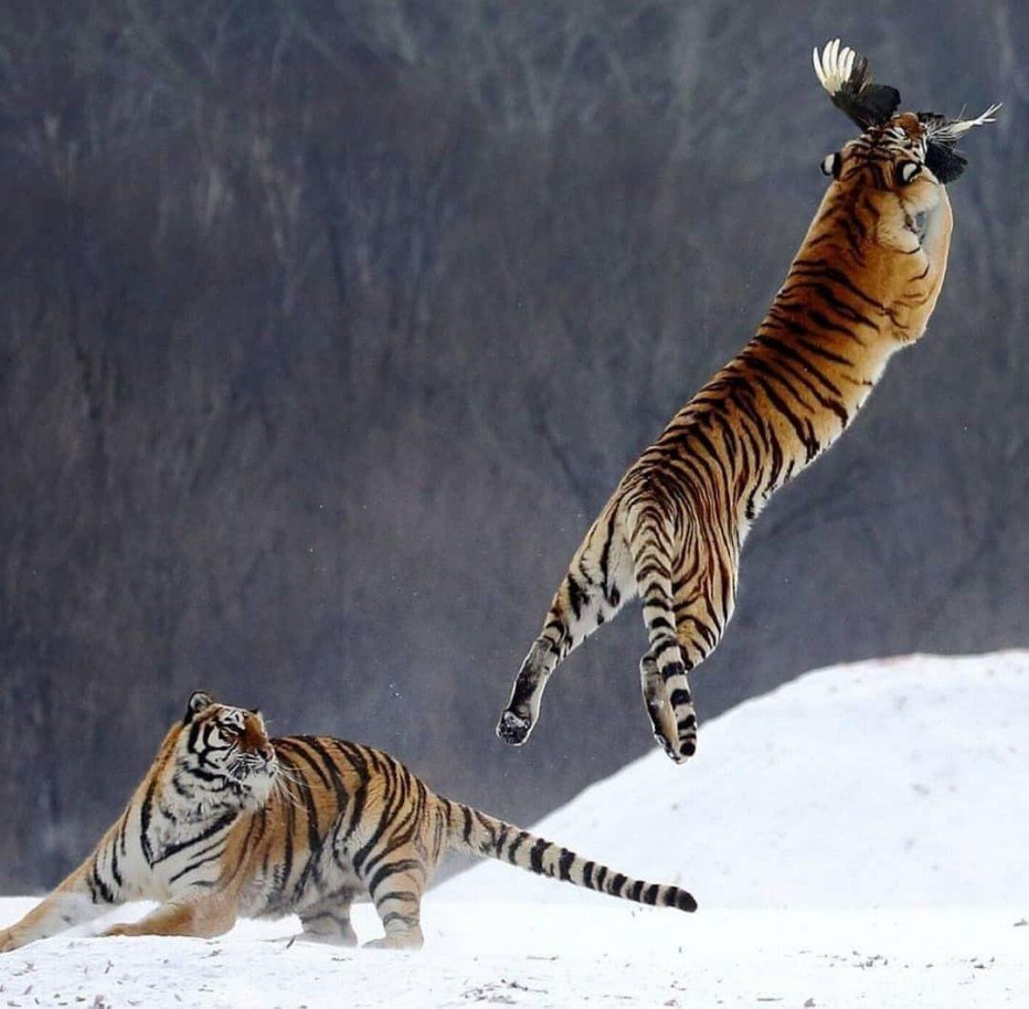 Уссурийский Амурский тигр охотится