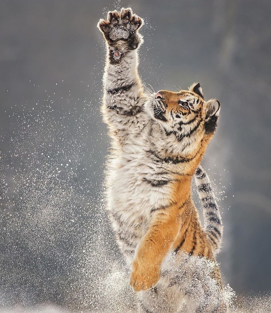 Тигр в прыжке