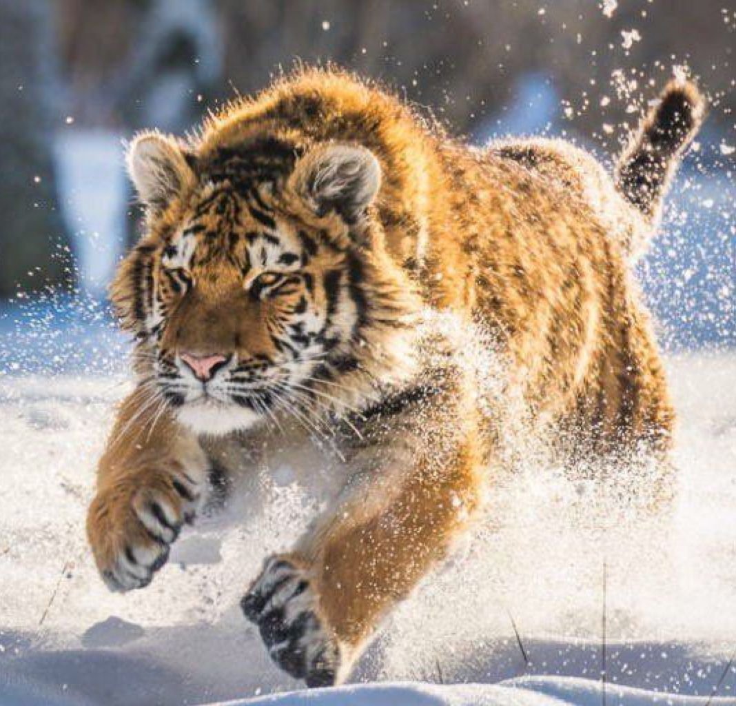 Уссурийский тигр