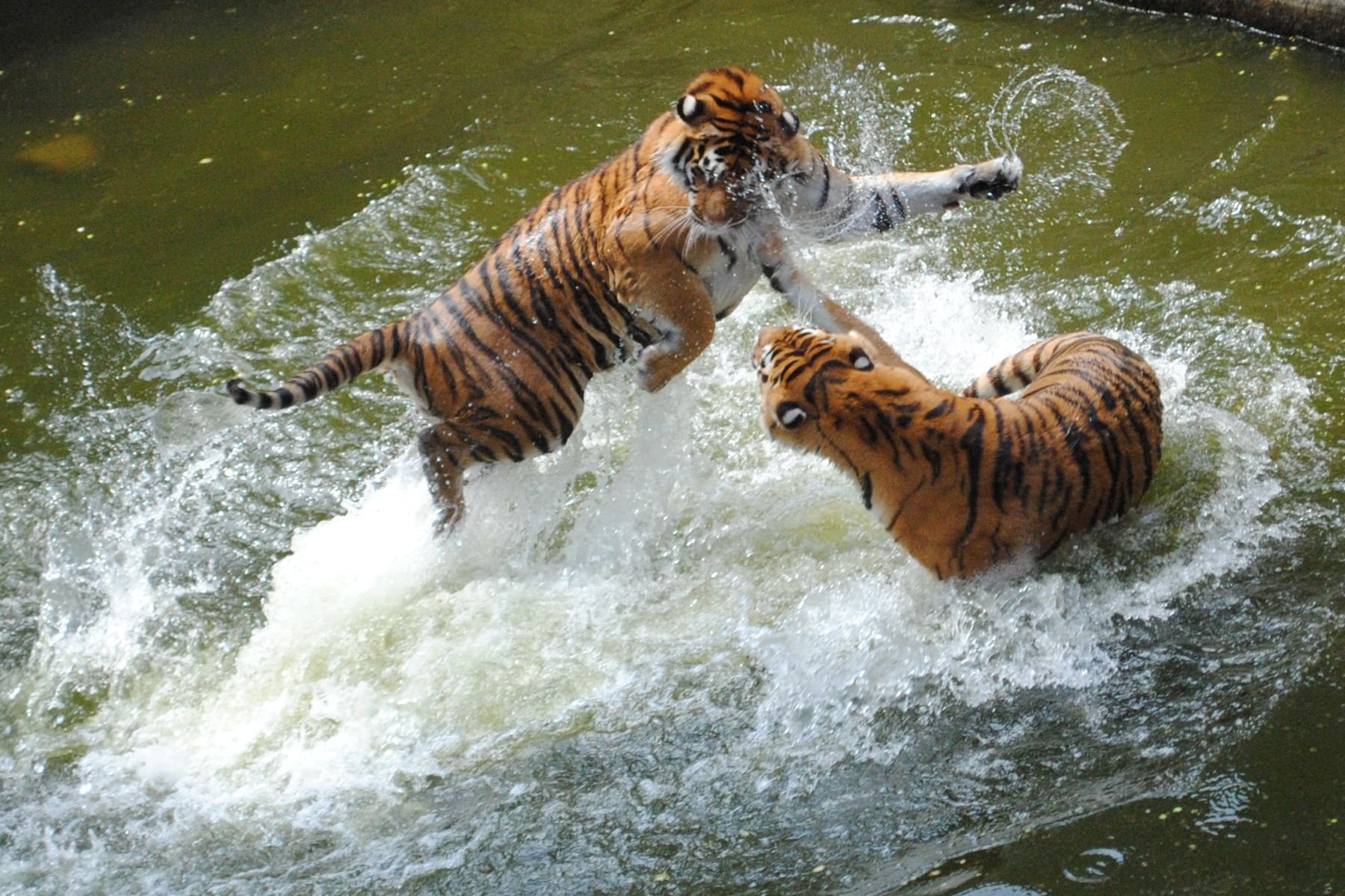 Тигр образует реку. Тигр в воде. Тигр купается. Амурский Тигренок в прыжке. Тигр возле воды.