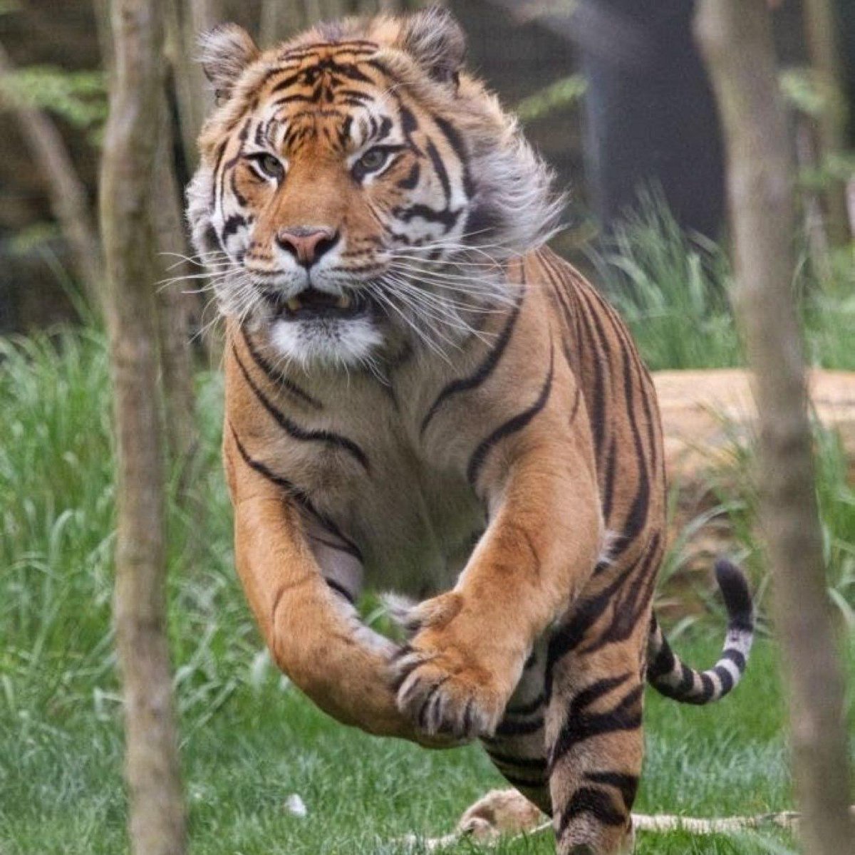 Тайгер бенгальский