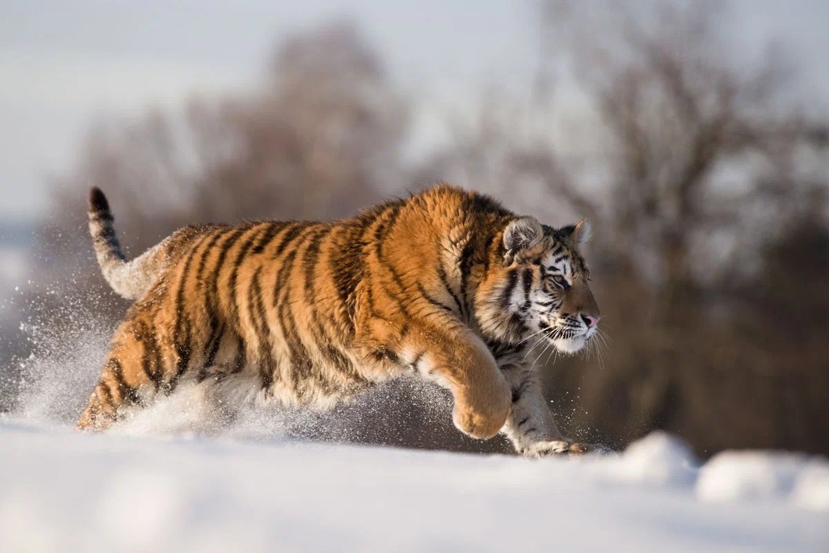 Амурский тигр млекопитающий