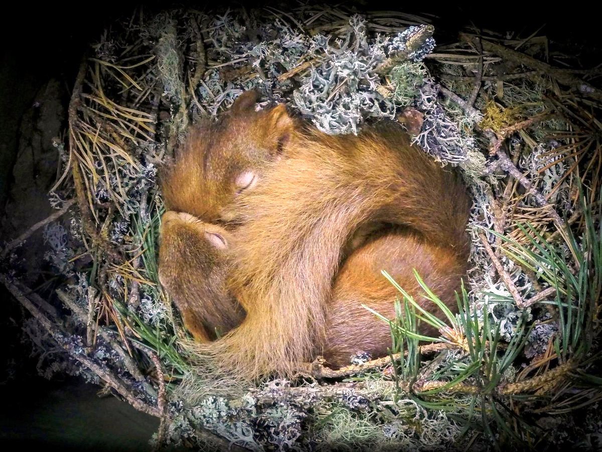 Белочка спит