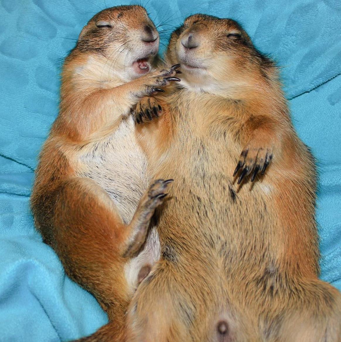 Белка смотрит в камеру