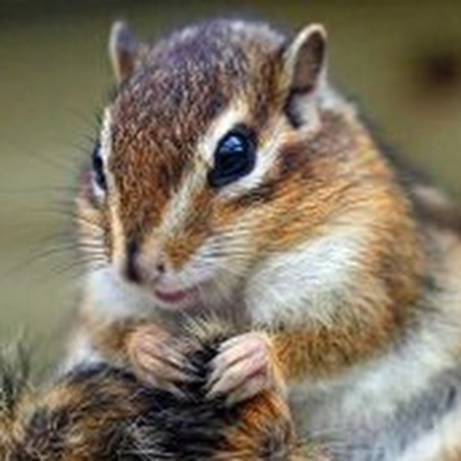 Белкообразные Грызуны