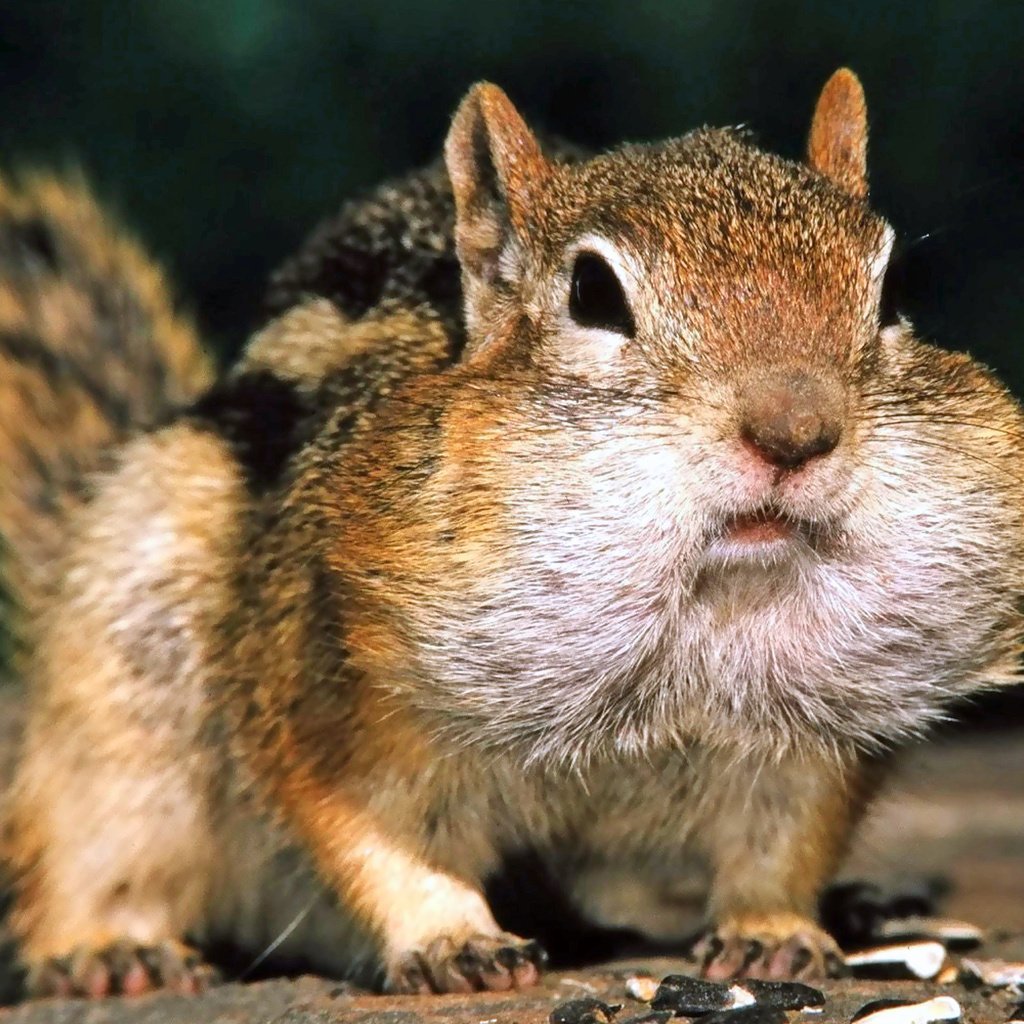 Смешной бурундук