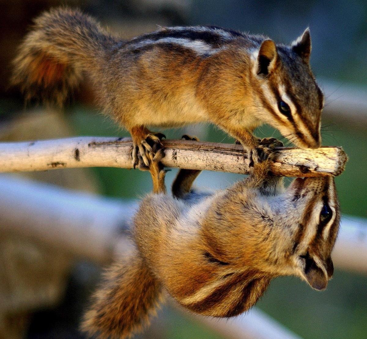 Бурундук домашний