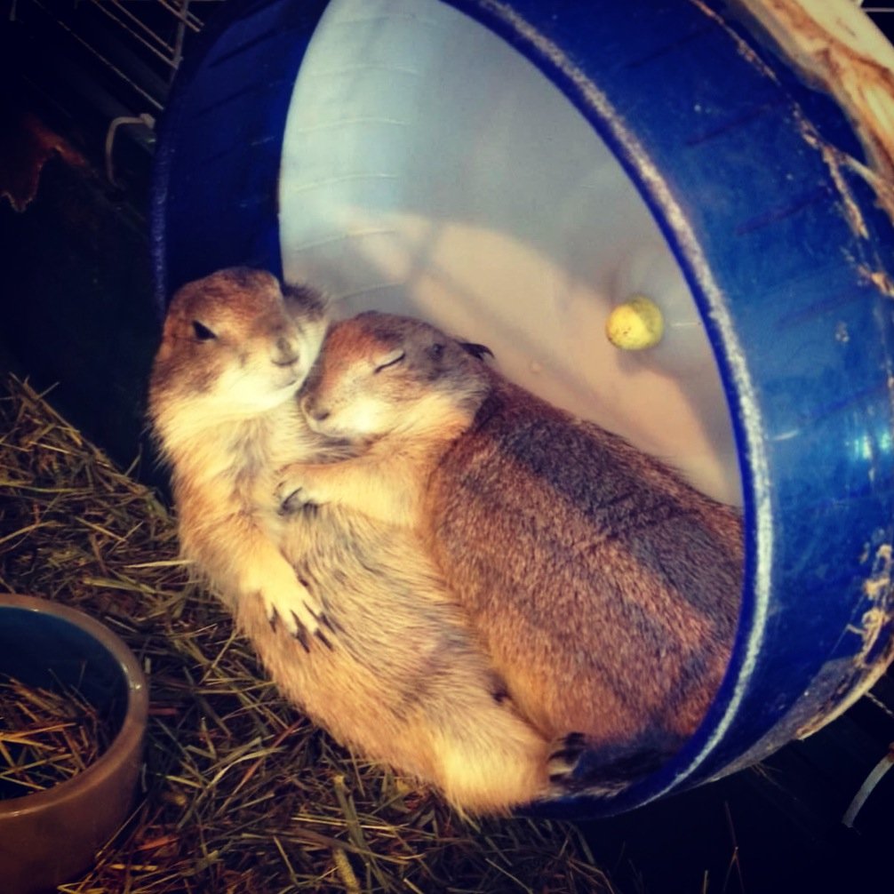 Забавные животные гифки