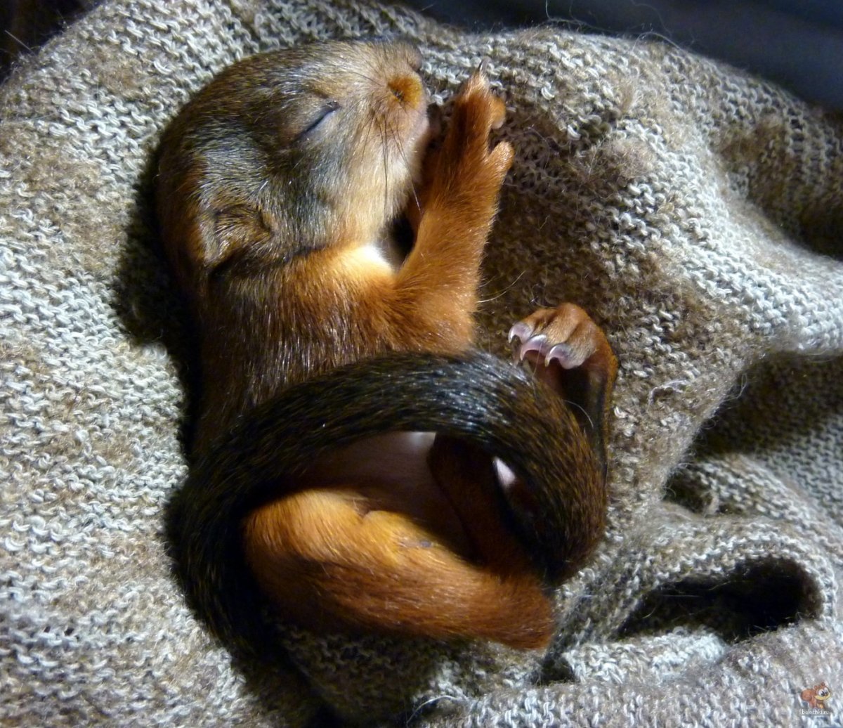 Спящие белки