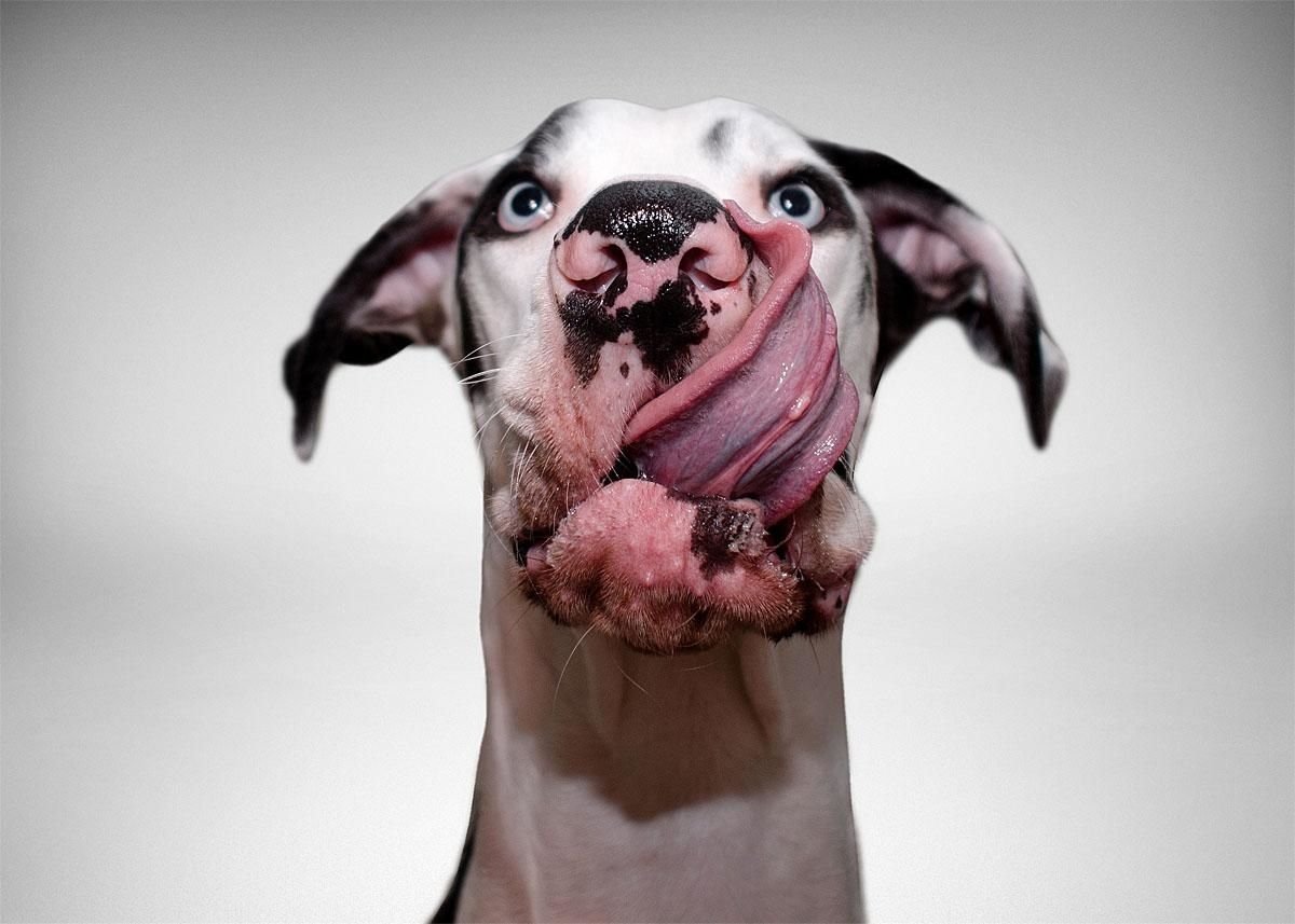 Собака с глупой мордой