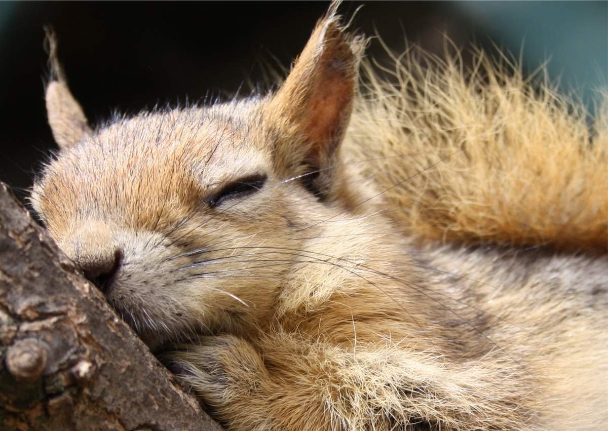 Спящие белки