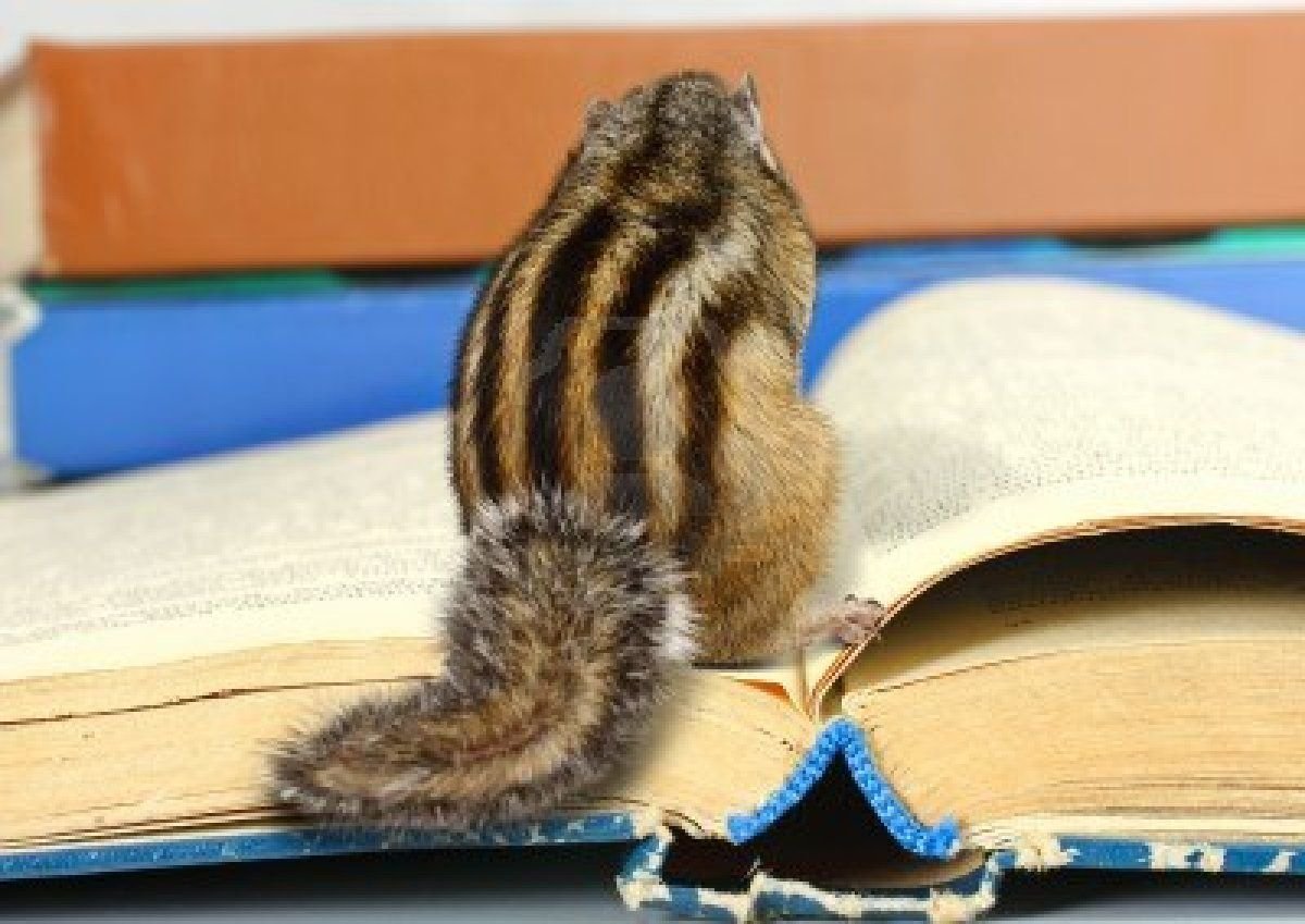 Смешные картинки животных