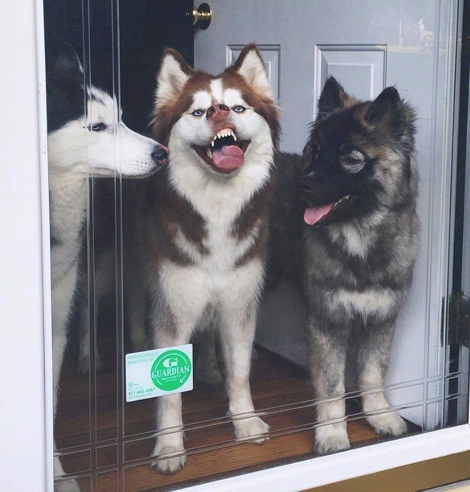 Забавные собаки