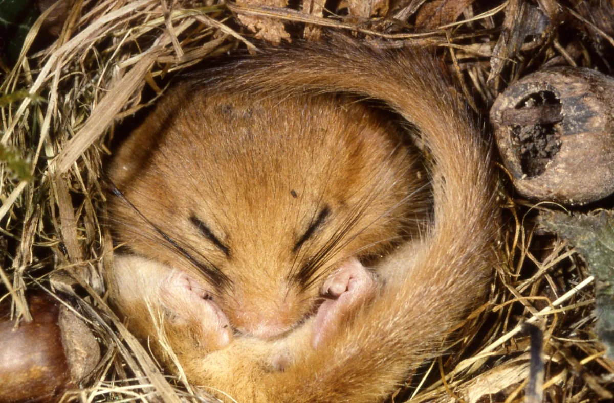 Якутский бурундук