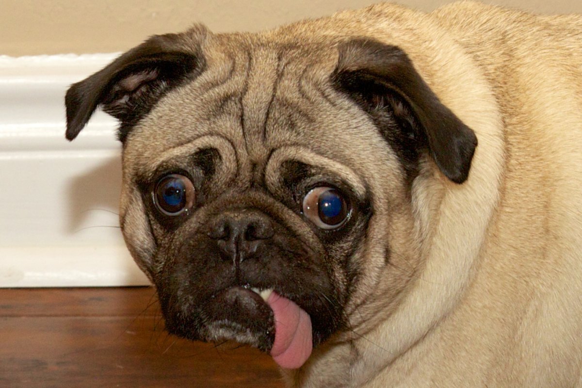 Китайская хохлатая собака злая