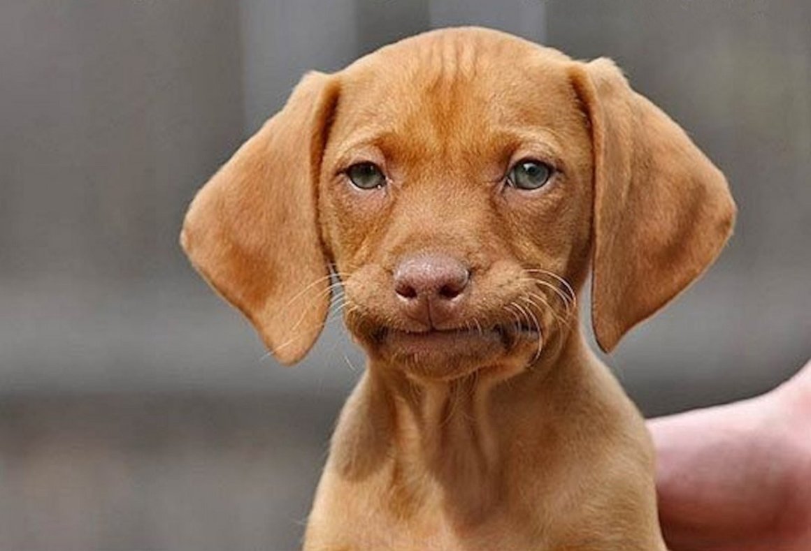 Топ 10 самых глупых собак