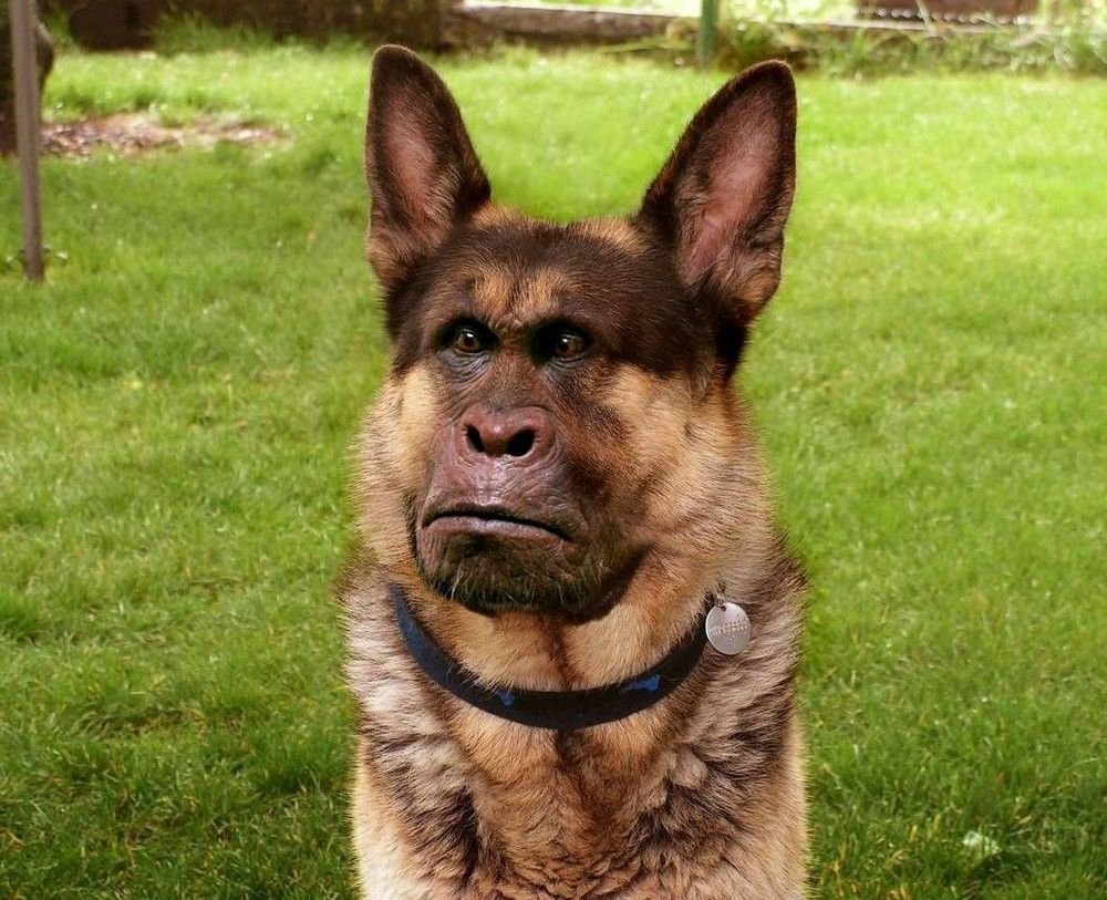 Квазимодо порода собаки