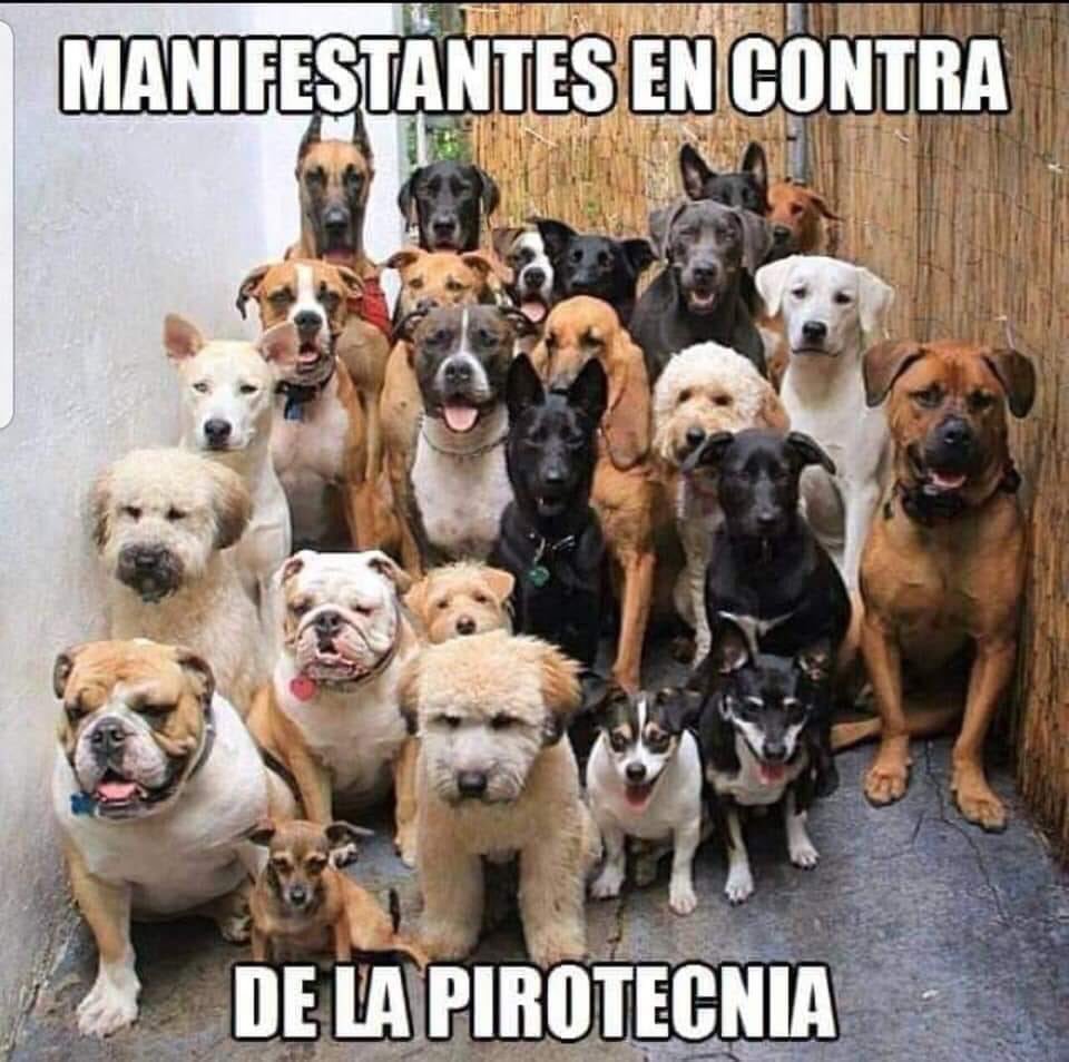 Бойцовские собаки питбуль и Стаффорд