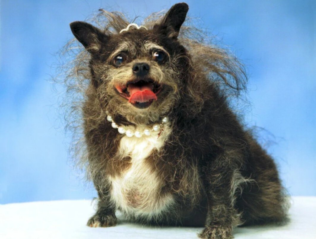 Китайская хохлатая чихуахуа Элвуд