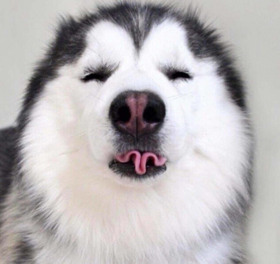 Сибирский хаски смешные