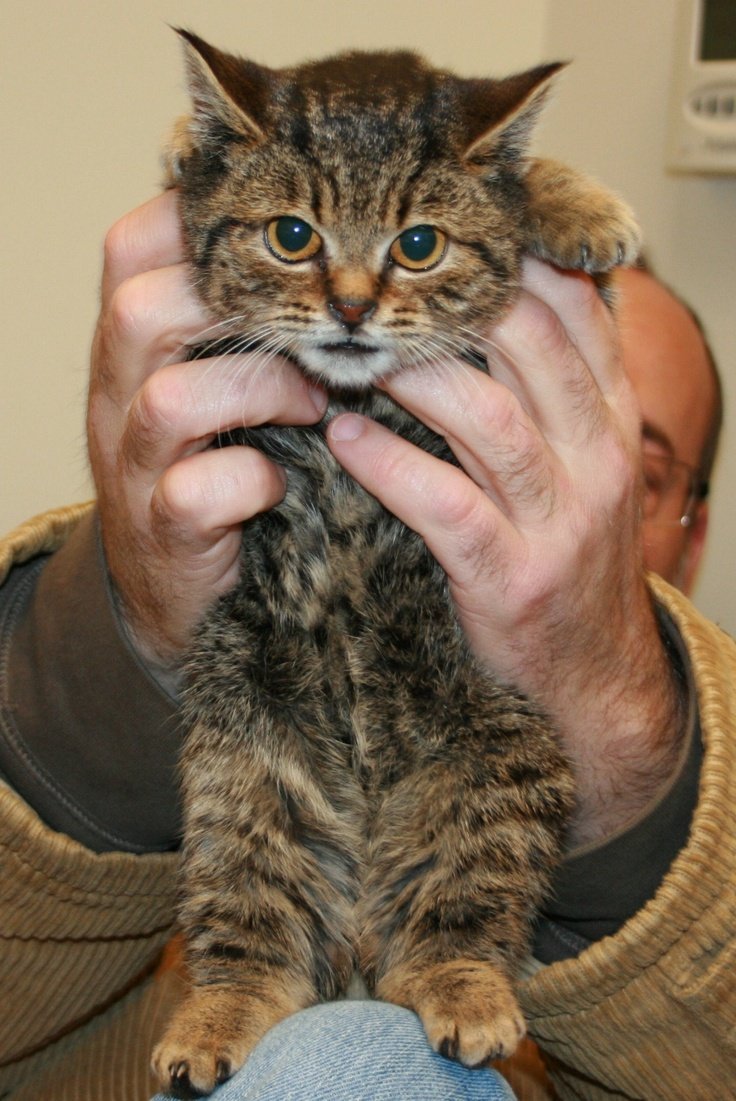 Коты Манчкин