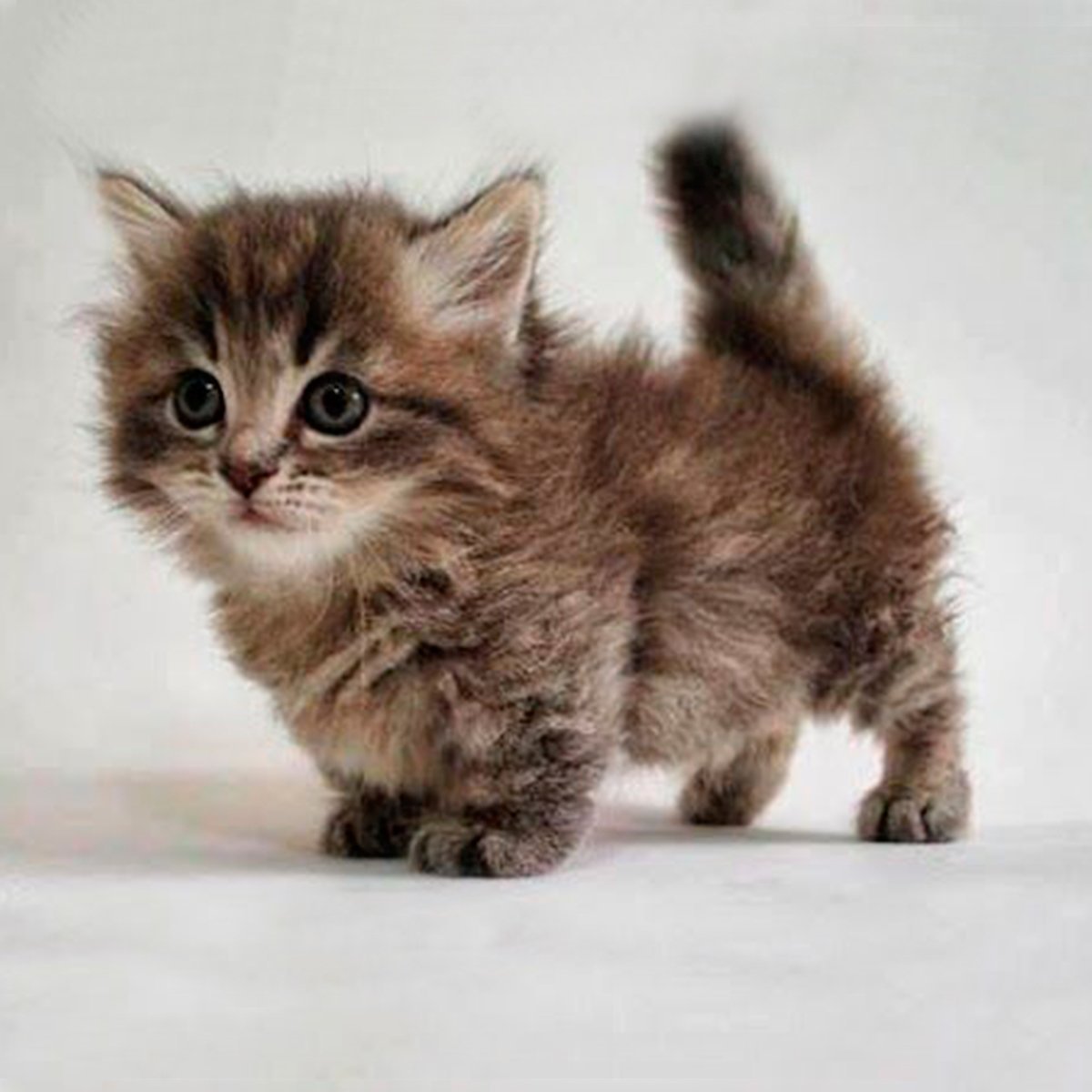 Кот лилипут