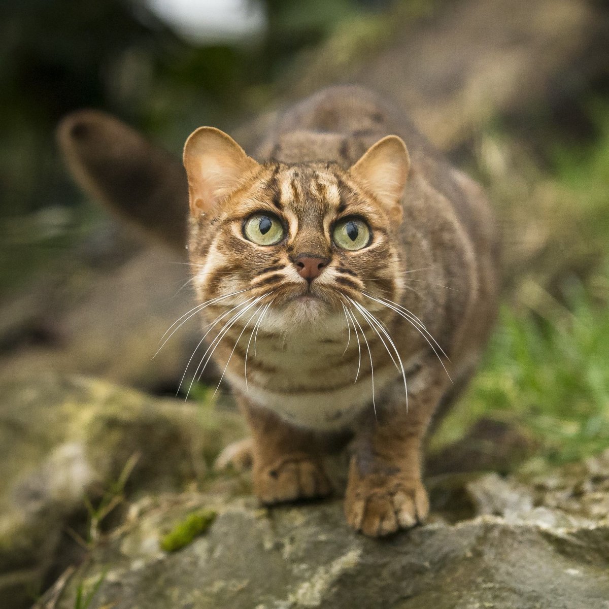 Манчкин котята