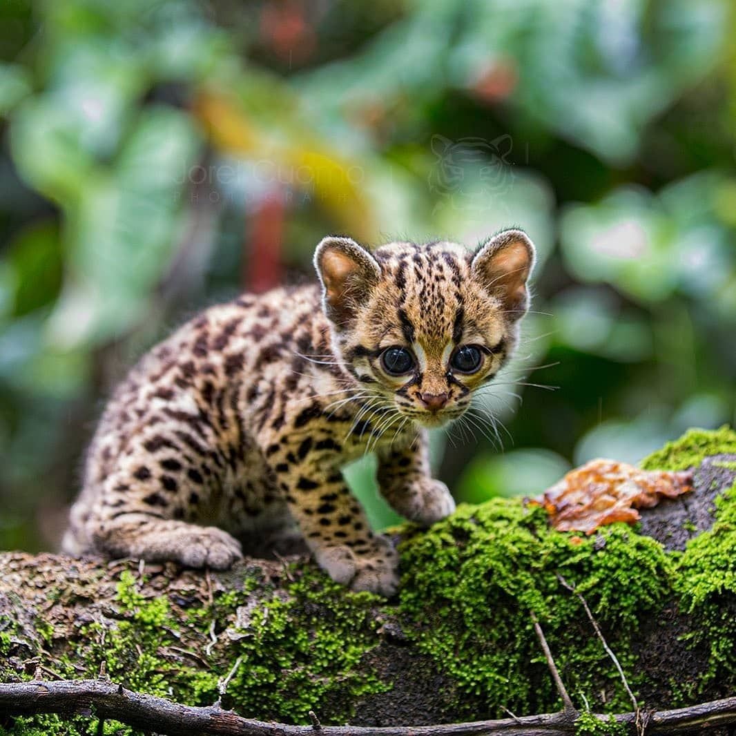 Самая маленькая кошка