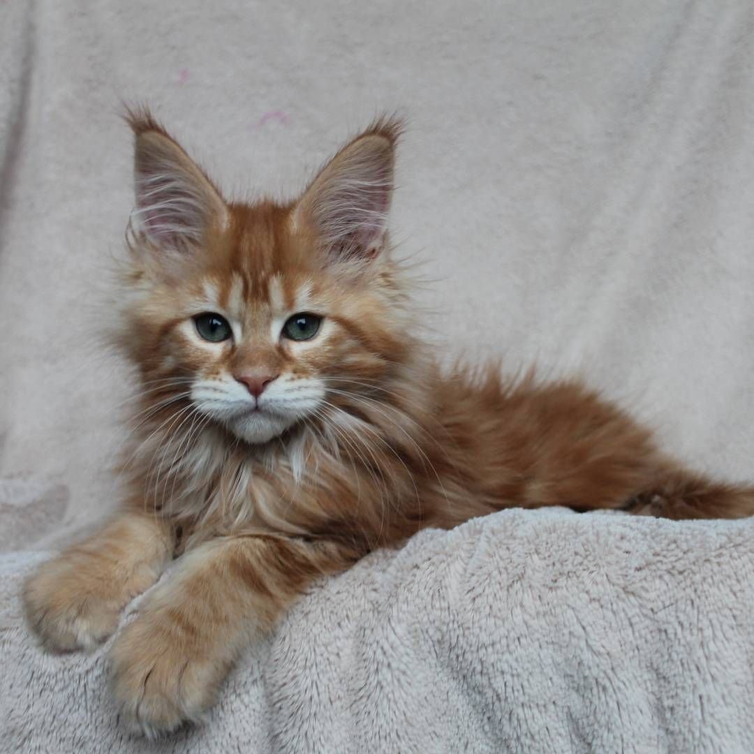 Померанский шпиц Беленький