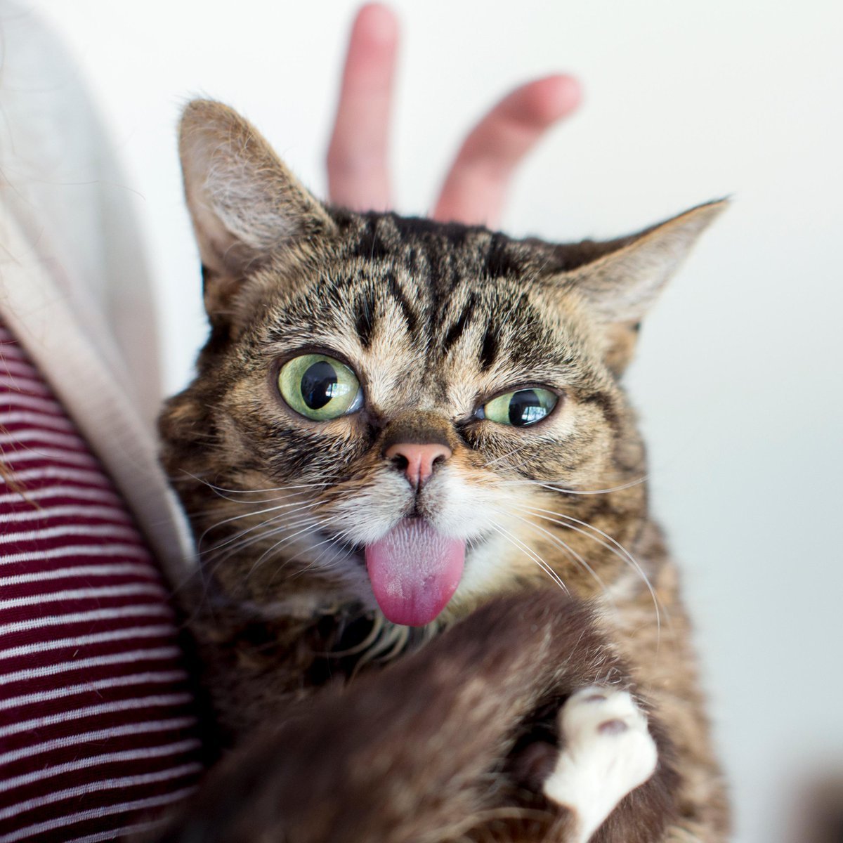 Карликовый мышиный лемур