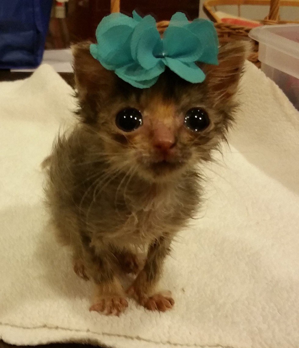 Низкорослые коты