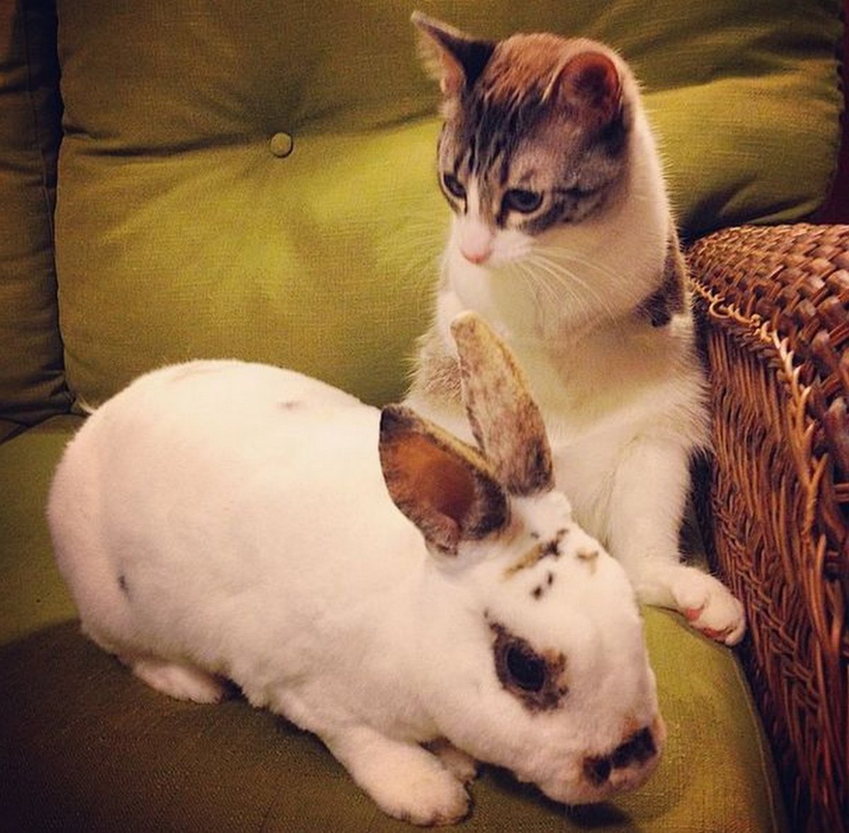 Пушистый ангорский кролик