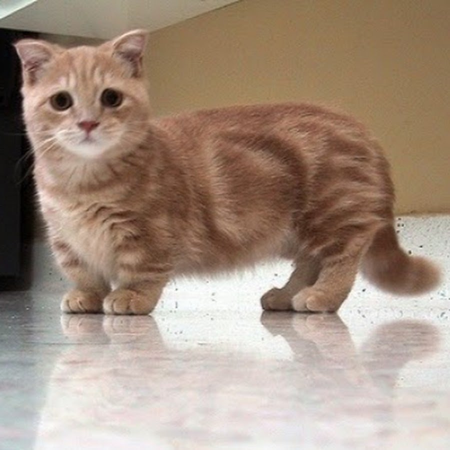 Милые котята