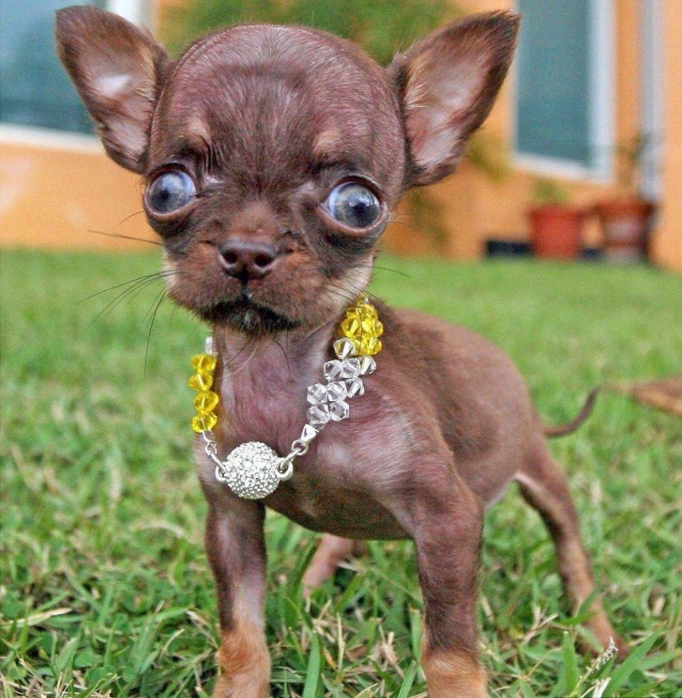 Гималайская пантера